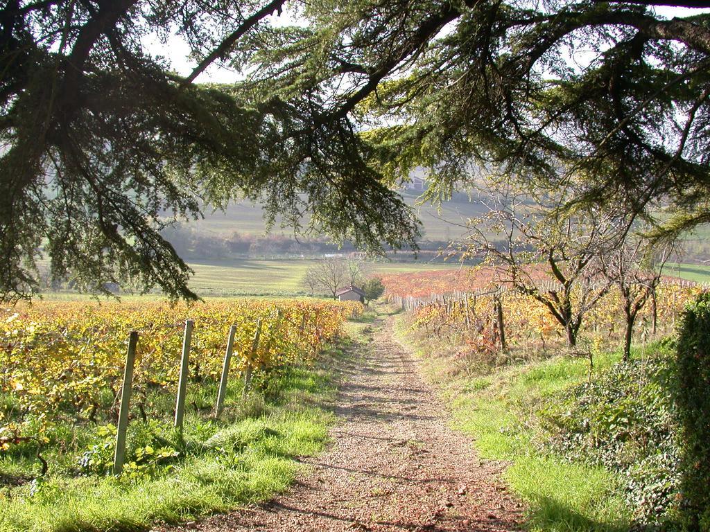 Tenuta San Rocco Conzano Dış mekan fotoğraf