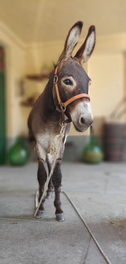 Tenuta San Rocco Conzano Dış mekan fotoğraf